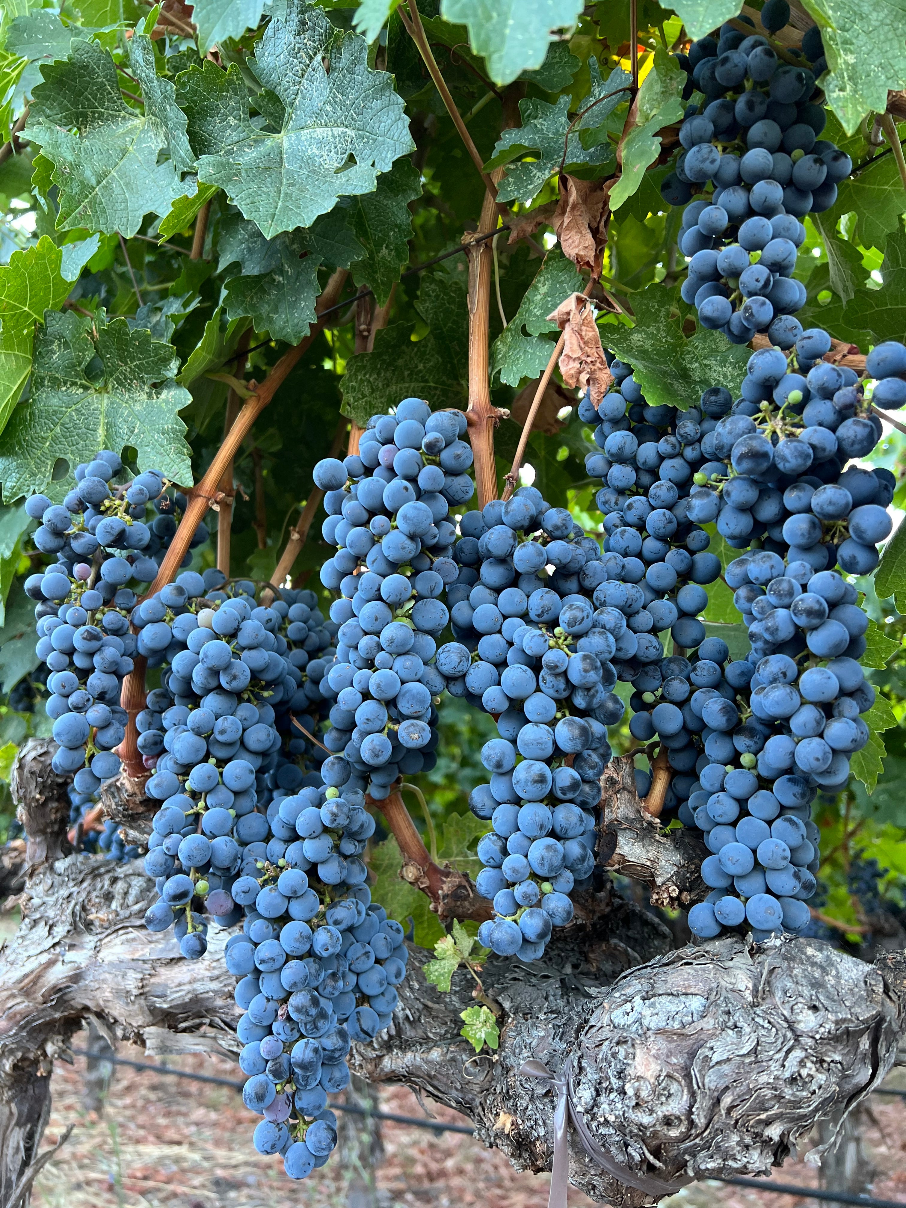 Ripe Cabernet Sauvignon grapes ready for harvest